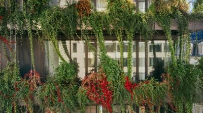 Ökologische Stadtarchitektur: grüne Fassade