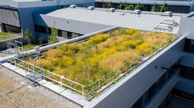 Grünes Dach ohne chemischen Wurzelschutz