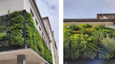 Fassadenbegrünung leicht gemacht